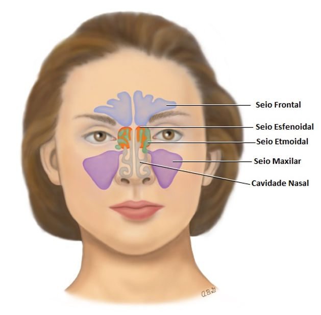 Ilustração do rosto de uma mulher indicando os seios da face e a cavidade nasal